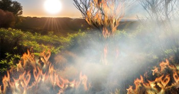 Sècheresse et incendies